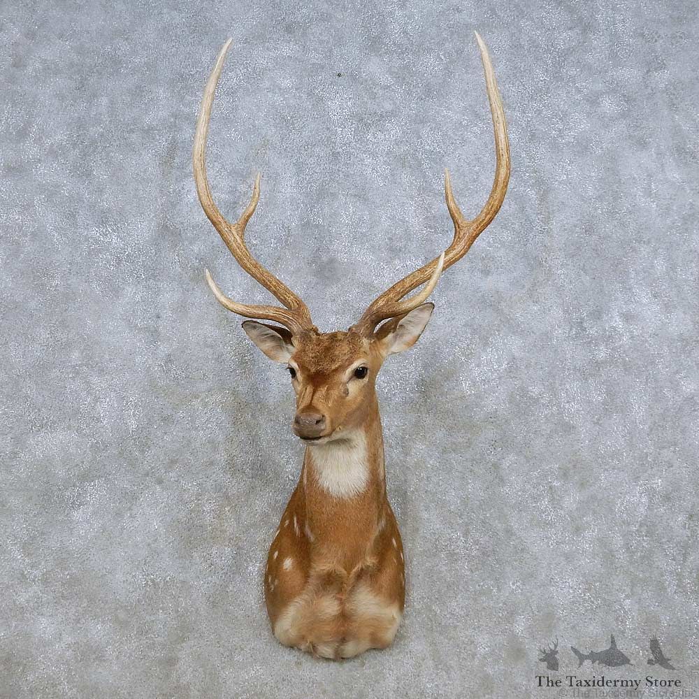 Axis Deer Shoulder Mount For Sale #14273 @ The Taxidermy Store