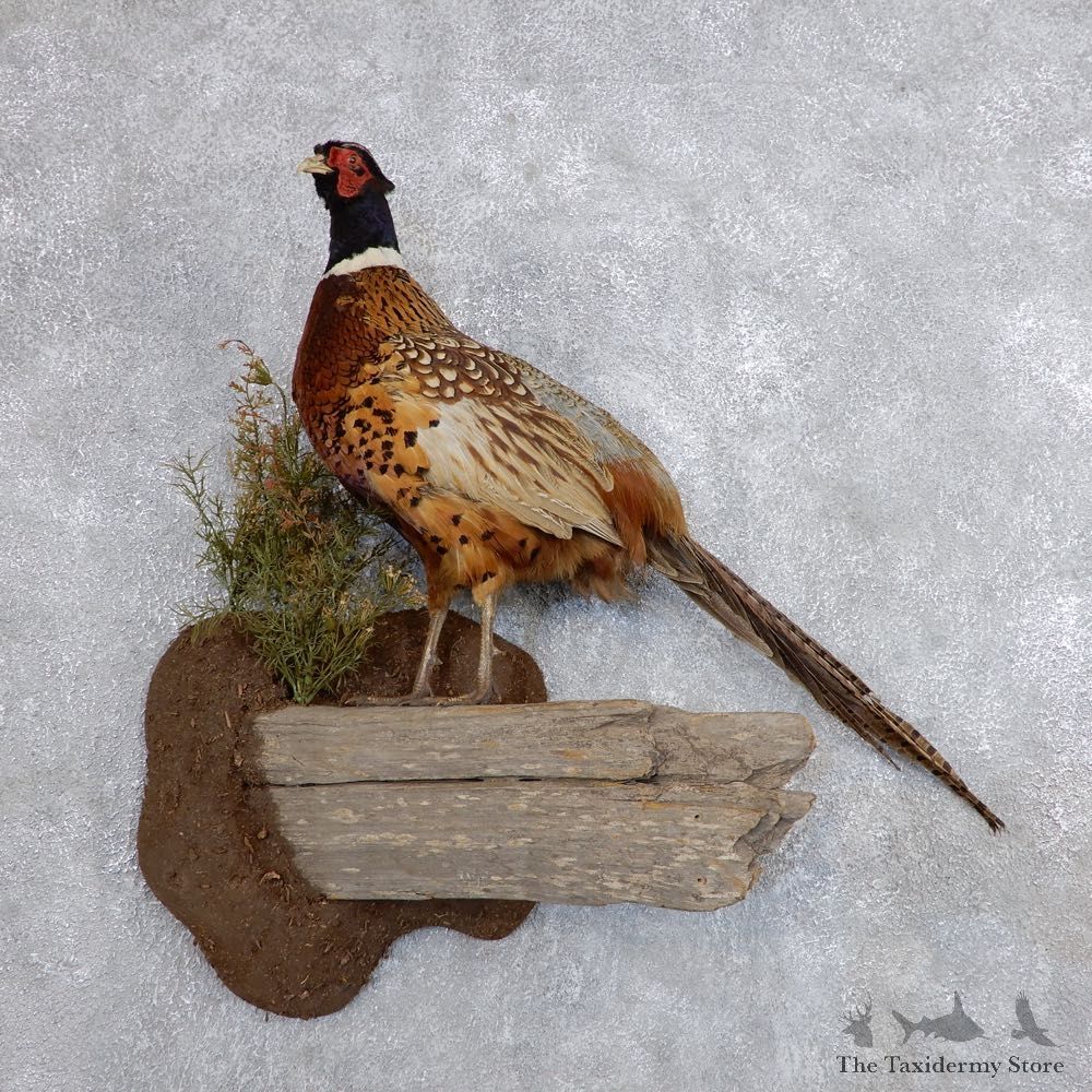 Ringneck Pheasant Bird Mount For Sale #18697 @ The Taxidermy Store