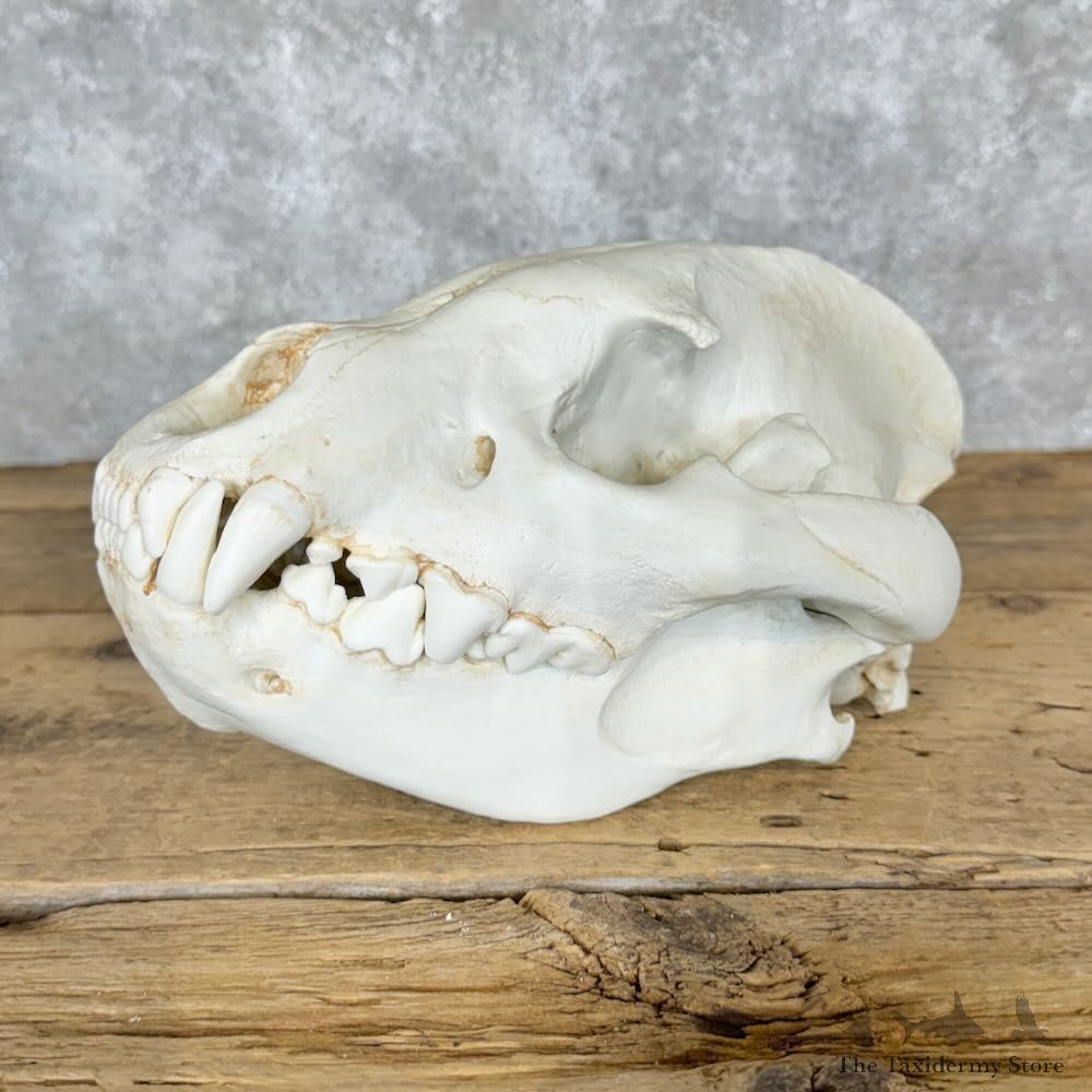 Reproduction Spotted Hyena Full Skull For Sale #29115 @ The Taxidermy Store