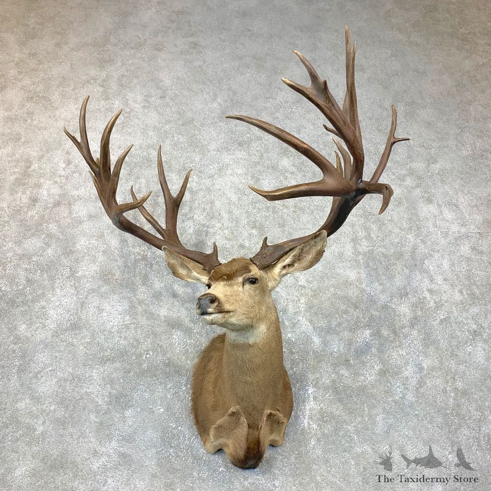 357 Magnum Buck Shoulder Mount For Sale #23700 @ The Taxidermy Store