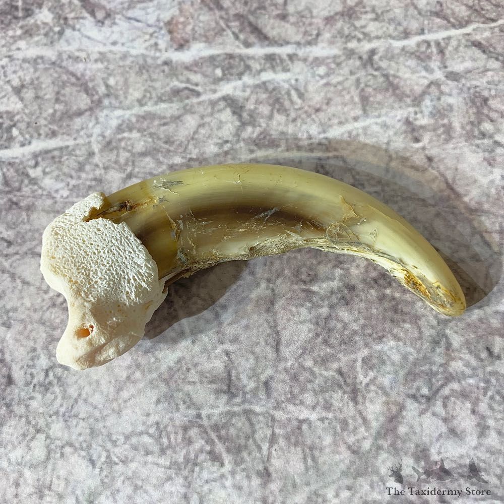 Grizzly Bear Claw For Sale #21890 @ The Taxidermy Store