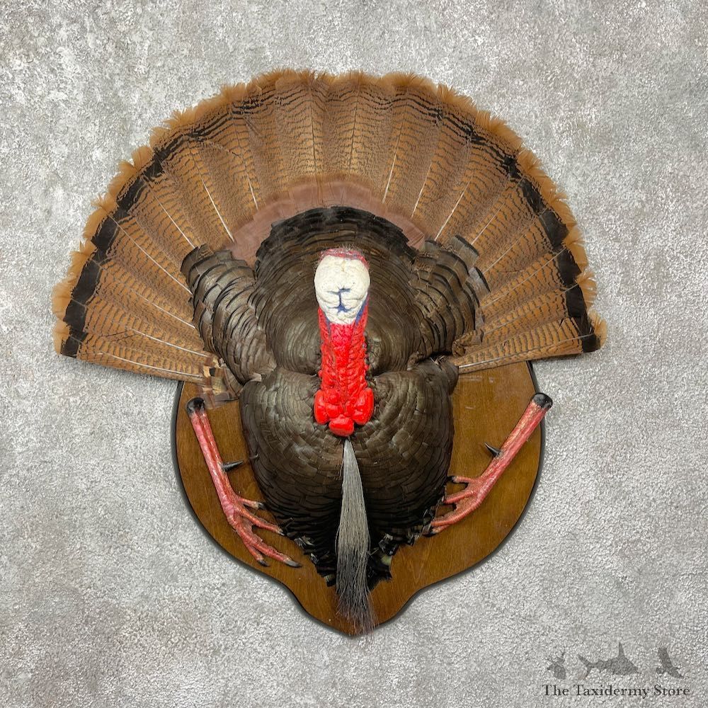 Eastern Wild Turkey Half Life Size Mount #25574 For Sale @ The Taxidermy Store