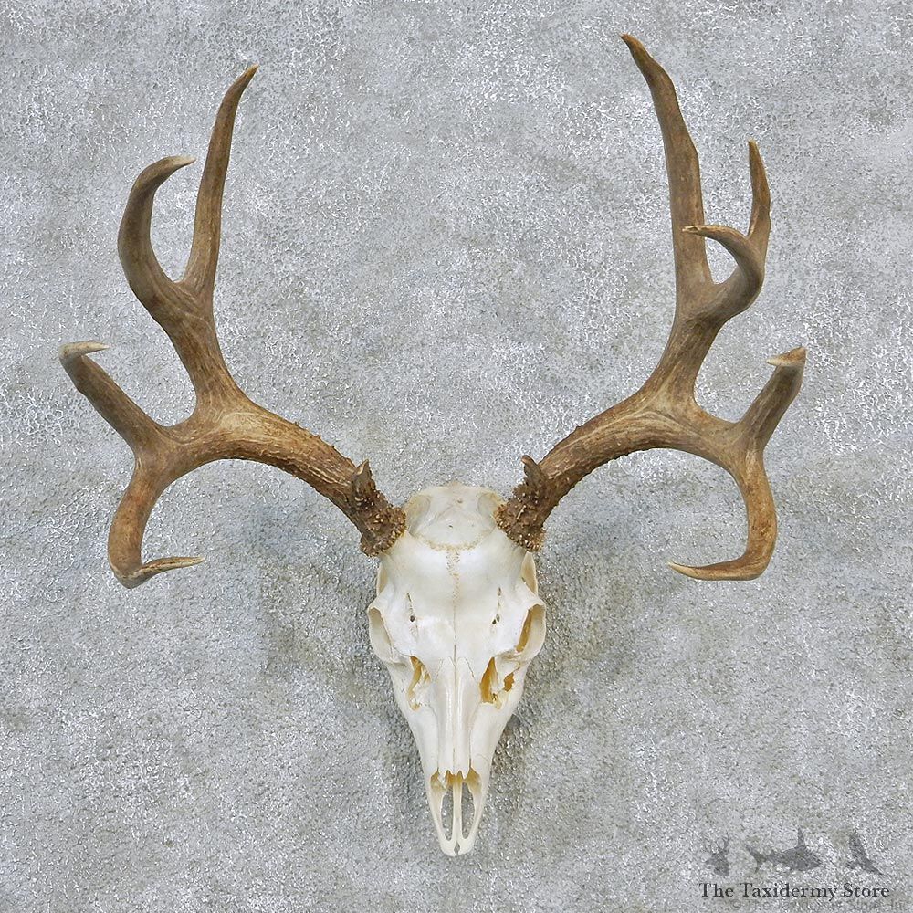 Mule Deer Taxidermy Antler Plaque Mount #12621 For Sale @ The Taxidermy Store
