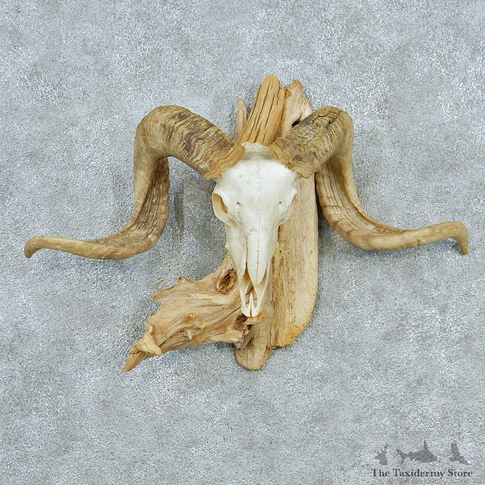 Corsican Ram Skull & Horns #12558 For Sale @ The Taxidermy Store