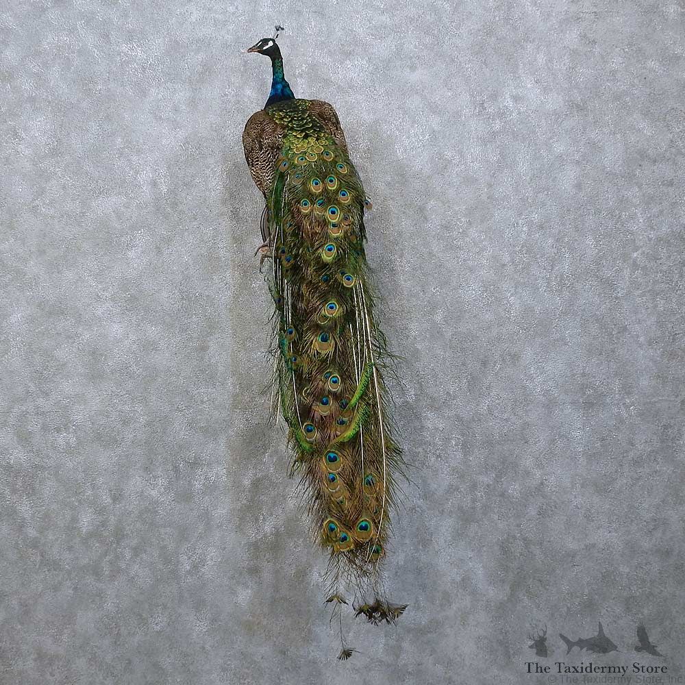 Indian Peacock Mount For Sale #15779 @ The Taxidermy Store