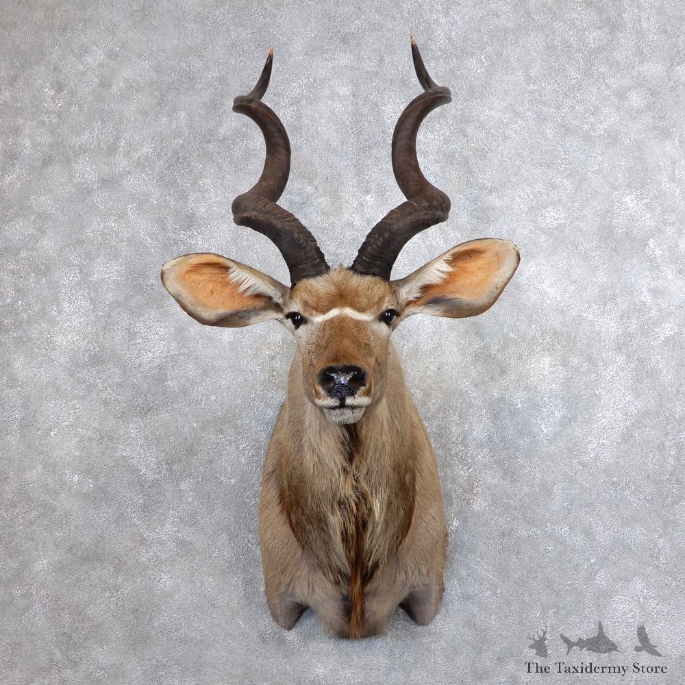 Greater Kudu Shoulder Mount For Sale #18644 @ The Taxidermy Store