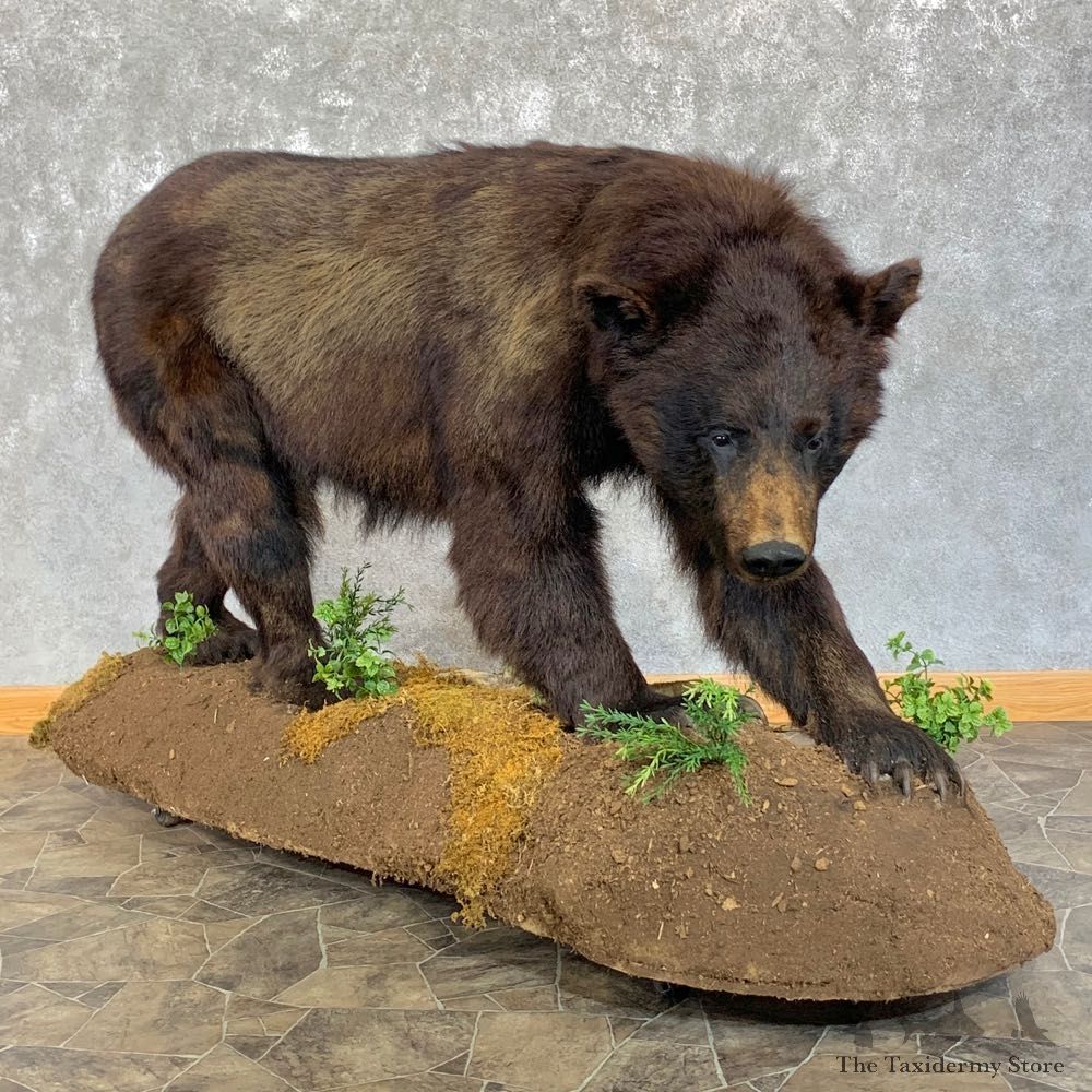 Black Bear Life-Size Mount For Sale #23187 @ The Taxidermy Store
