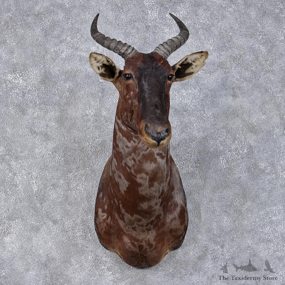 African Tsessebe Shoulder Taxidermy Head Mount #12503 For Sale @ The Taxidermy Store