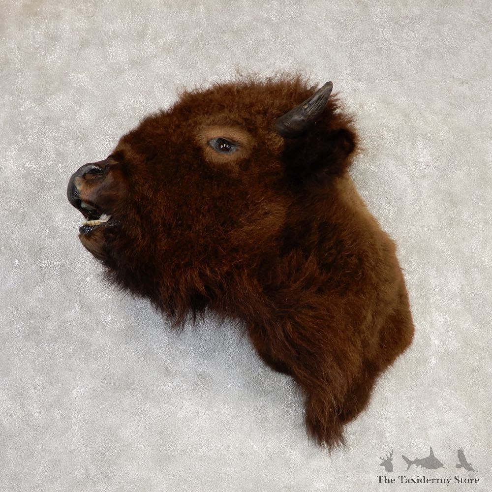 American Buffalo Shoulder Taxidermy Mount For Sale #20304 @ The Taxidermy Store
