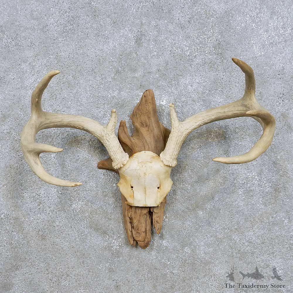 Whitetail Deer Antler Mount For Sale #14298 @ The Taxidermy Store
