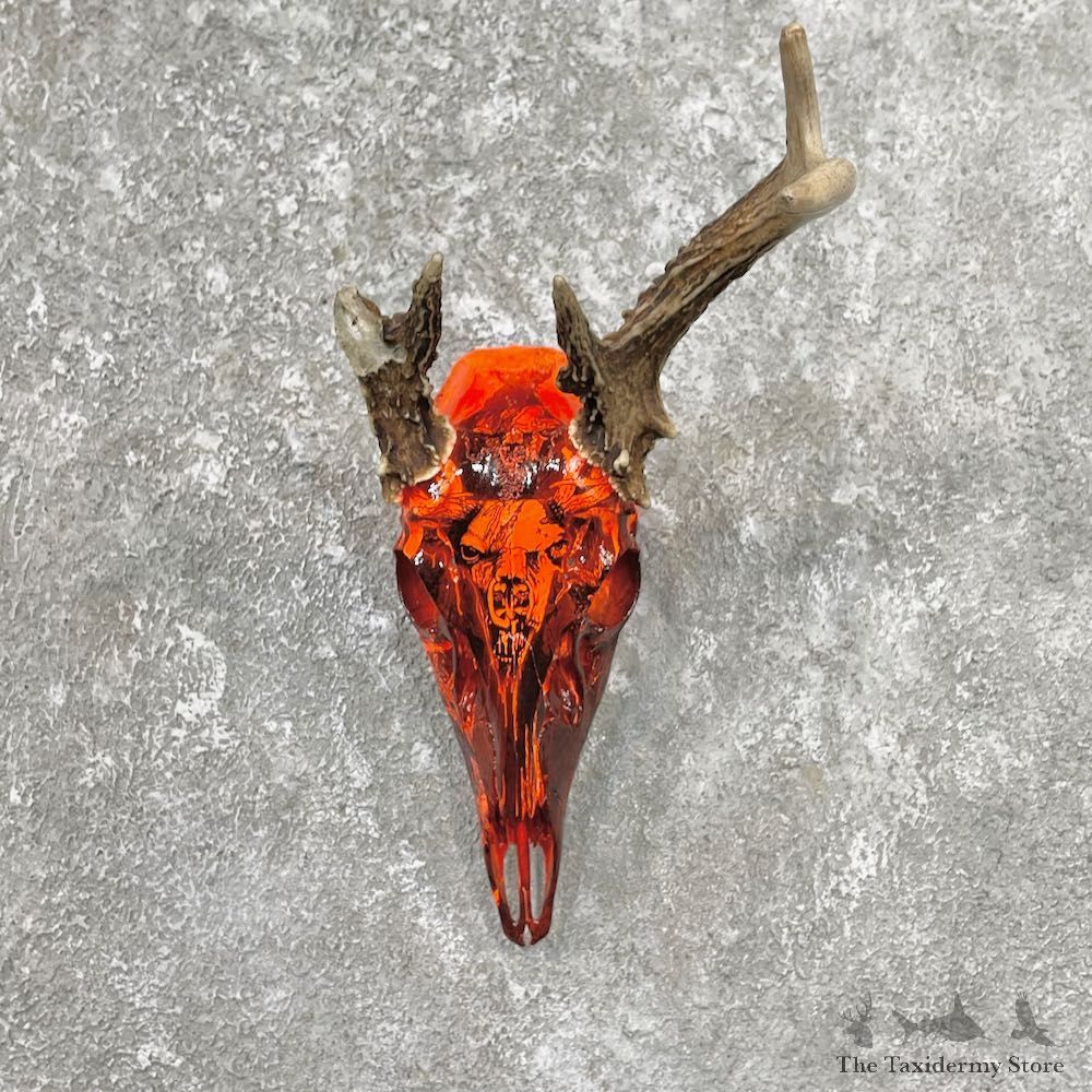 Whitetail Deer Dipped Skull Mount For Sale #26235 @ The Taxidermy Store