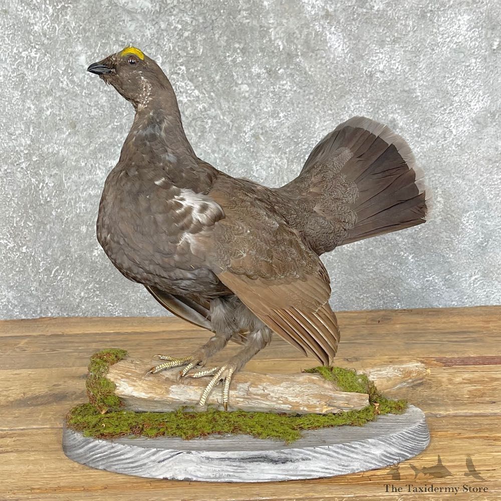 Blue Grouse Bird Mount For Sale #24695 @ The Taxidermy Store