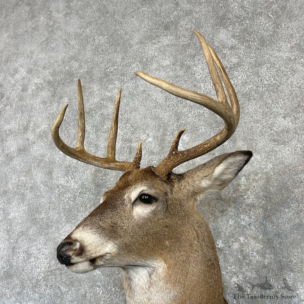 Whitetail Deer Shoulder Mount For Sale #27140 - The Taxidermy Store