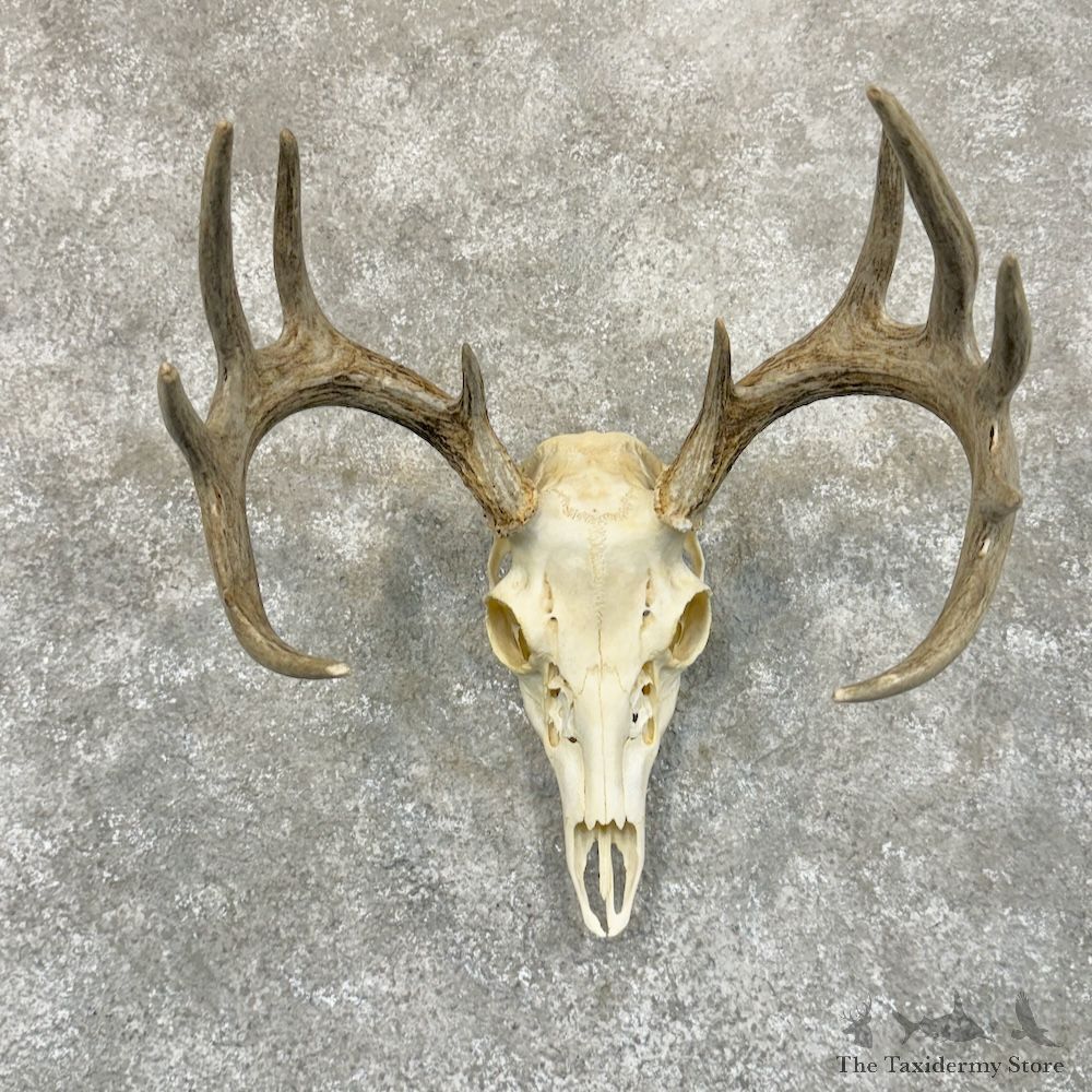 Whitetail Deer Skull European Mount For Sale #29247 @ The Taxidermy Store