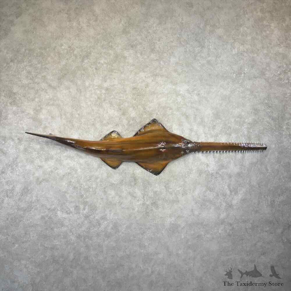 Largetooth Sawfish Replica Mount For Sale #31485 @ The Taxidermy Store