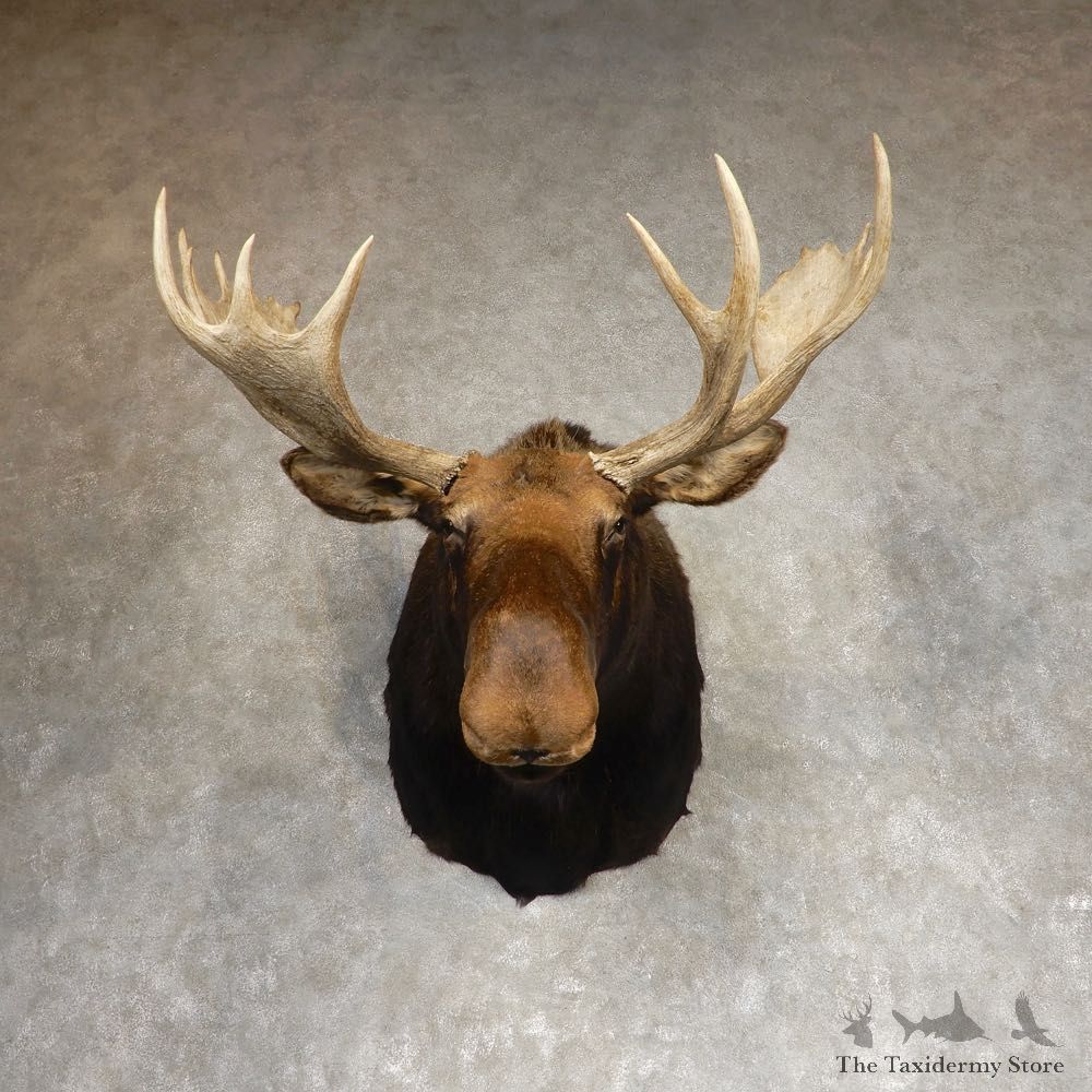 Canadian Moose Shoulder Mount For Sale #21275 @ The Taxidermy Store