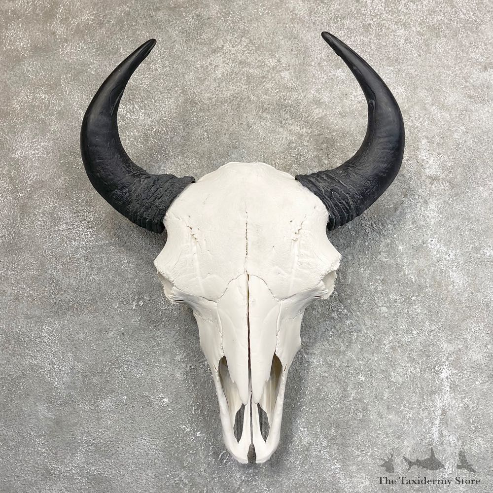 Buffalo Bison Skull Mount For Sale #24501 @ The Taxidermy Store