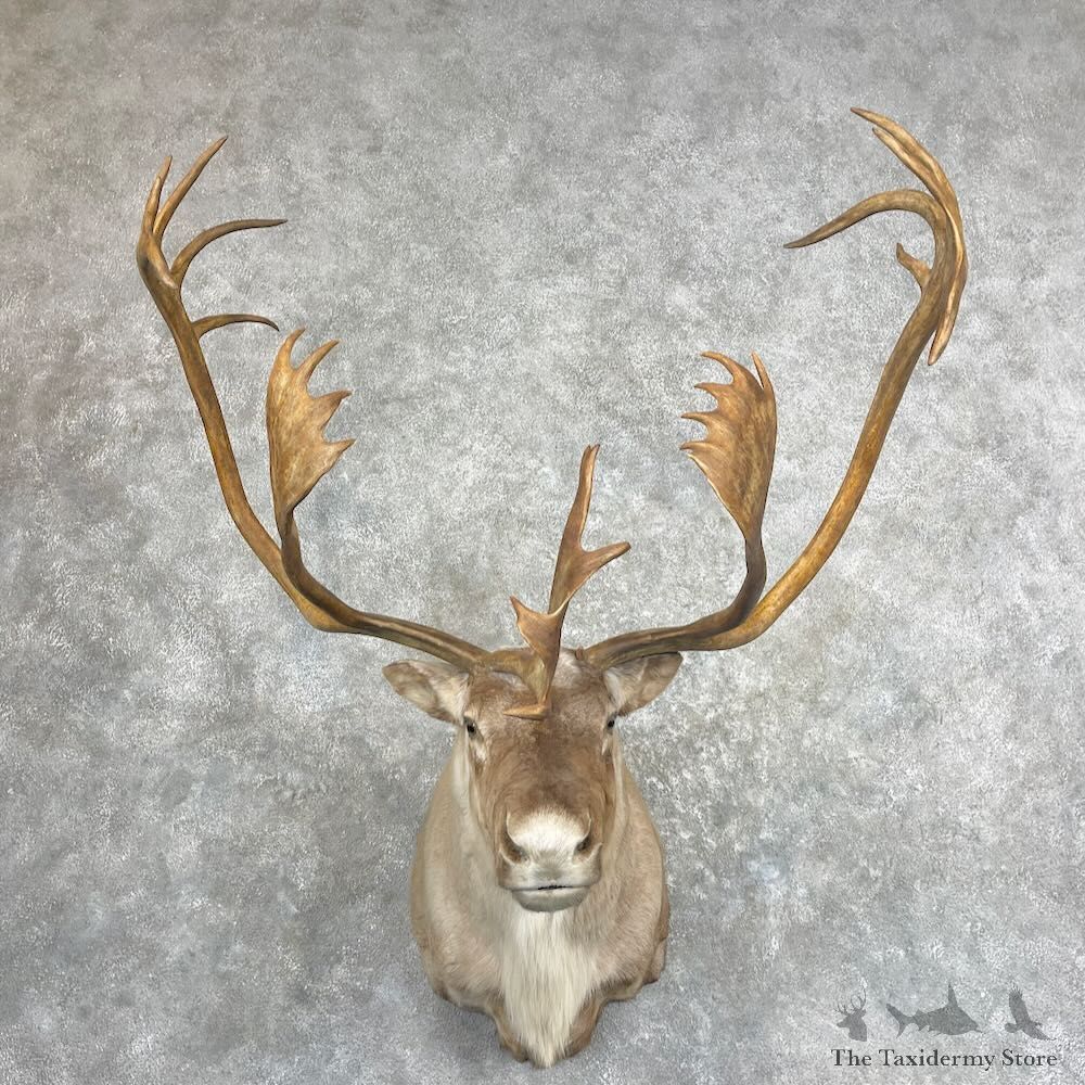 Barren Ground Caribou Shoulder Mount For Sale #27293 @ The Taxidermy Store