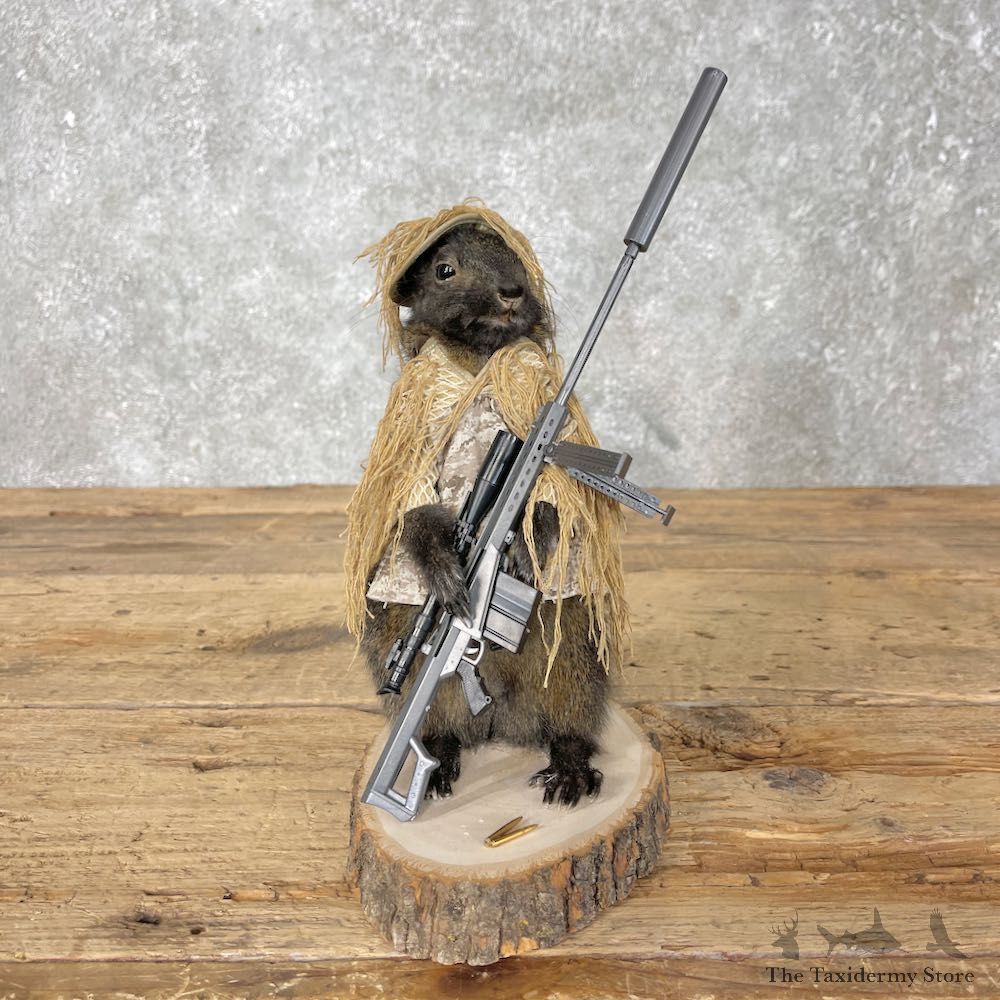 Sniper Squirrel Novelty Mount For Sale #26088 - The Taxidermy Store