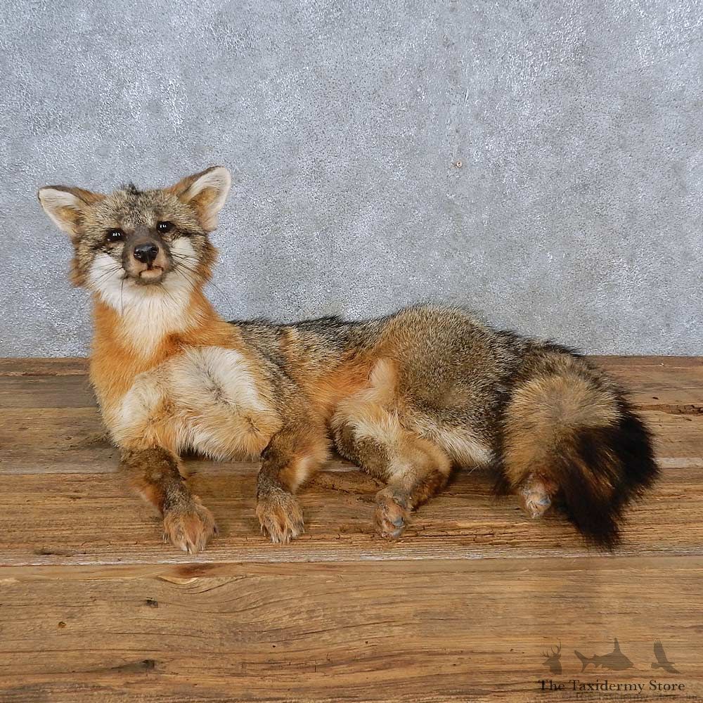 Gray Fox Life-Size Mount For Sale #15573 @ The Taxidermy Store