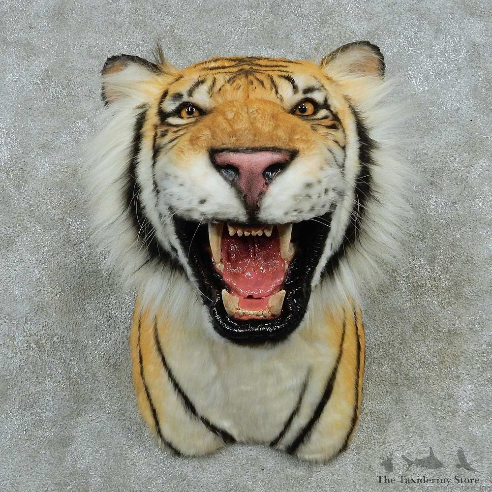 Reproduction Bengal Tiger Shoulder Mount #16421 For Sale @ The Taxidermy Store