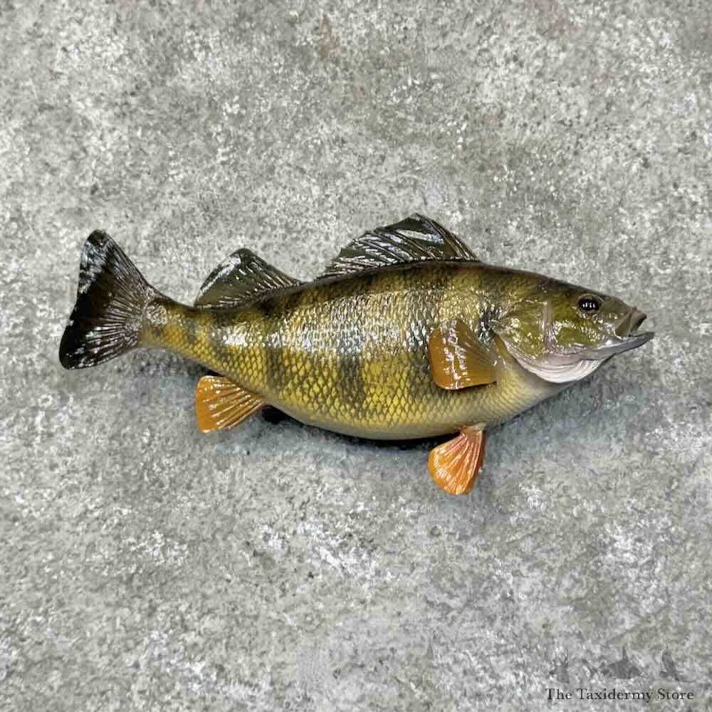 Yellow Perch Fish Mount For Sale #30462 @ The Taxidermy Store