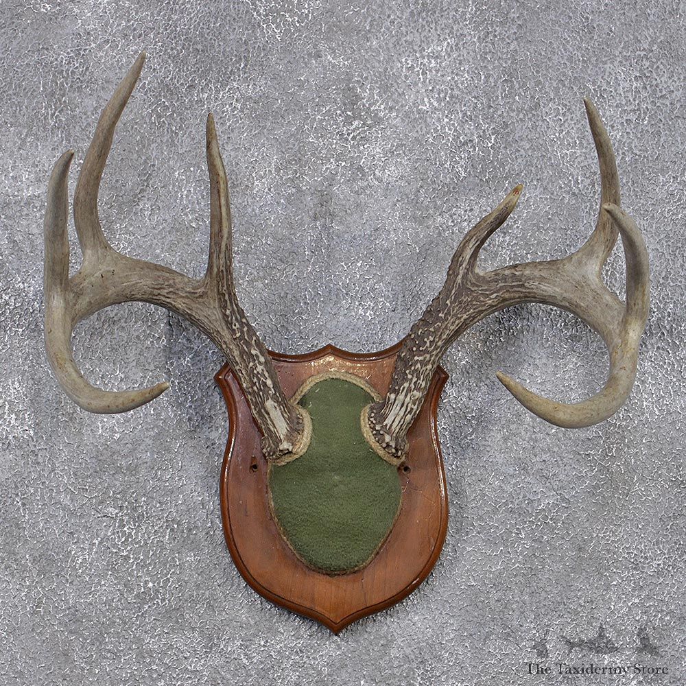Whitetail Deer Taxidermy Antler Plaque Mount #12435 For Sale @ The Taxidermy Store