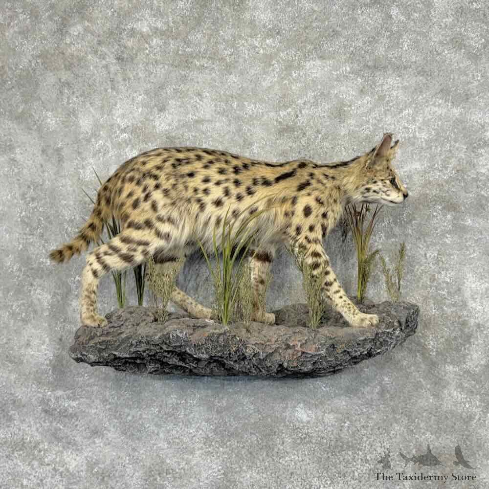 East African Serval Life-Size Mount For Sale #31594 @ The Taxidermy Store