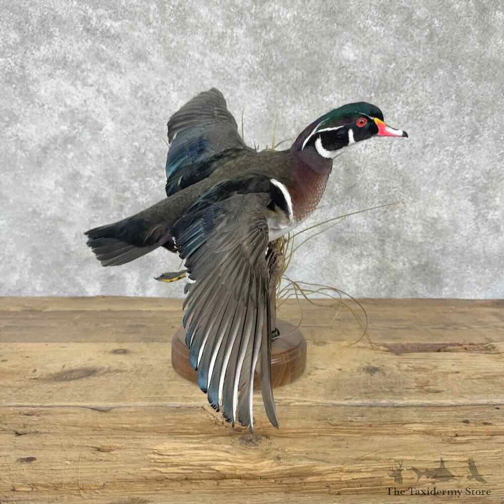 Wood Duck Bird Mount For Sale #31625 @ The Taxidermy Store