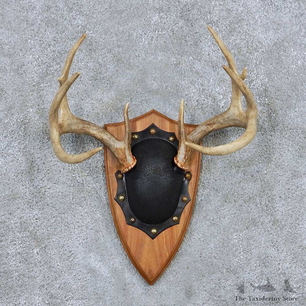 Whitetail Antler Plaque Mount For Sale #13885 For Sale @ The Taxidermy Store