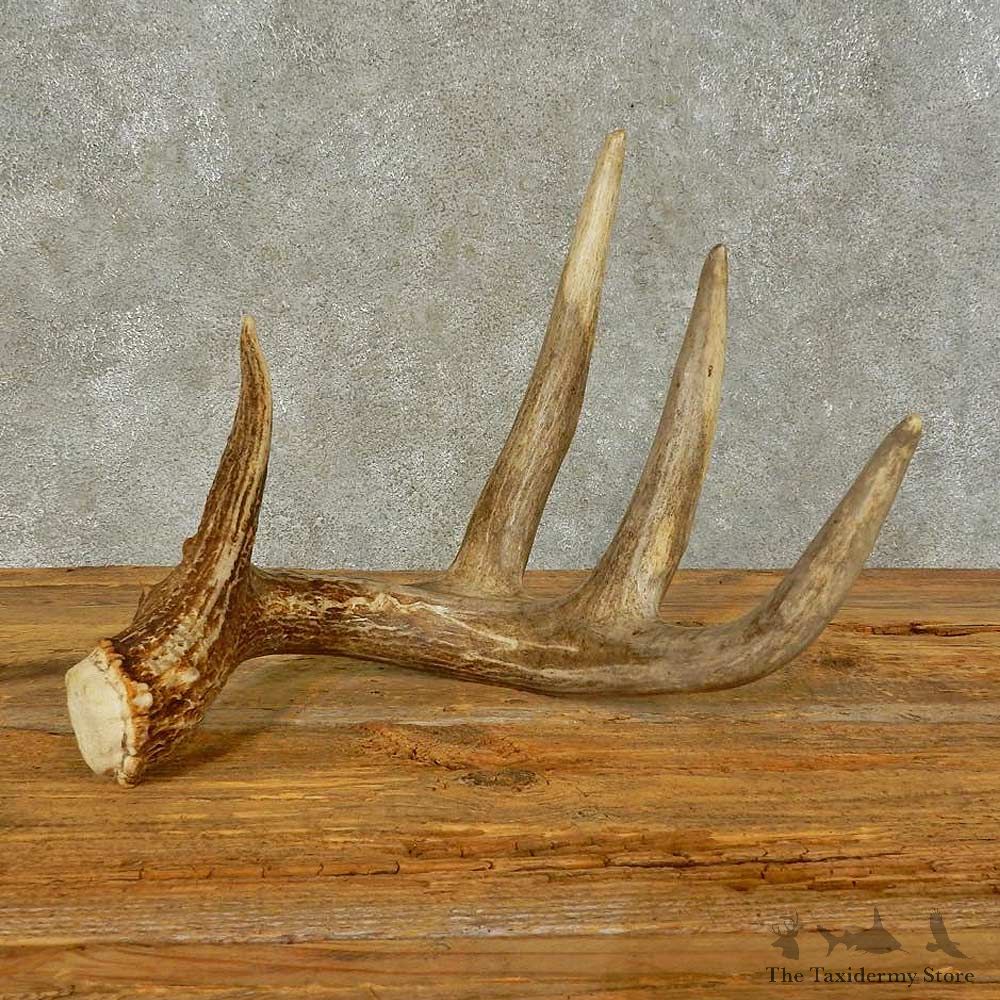 Whitetail Deer Antler Shed Taxidermy For Sale