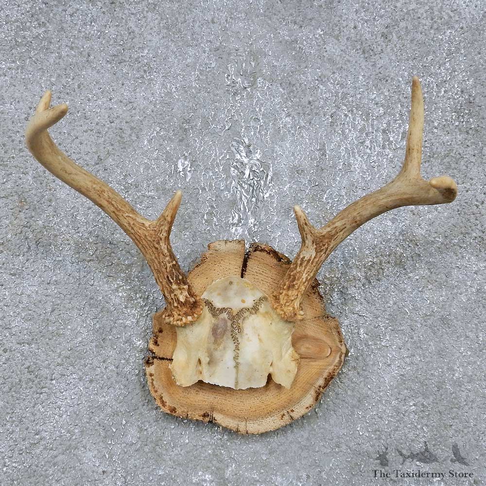 Whitetail Deer Antler Plaque Mount For Sale #14748 @ The Taxidermy Store