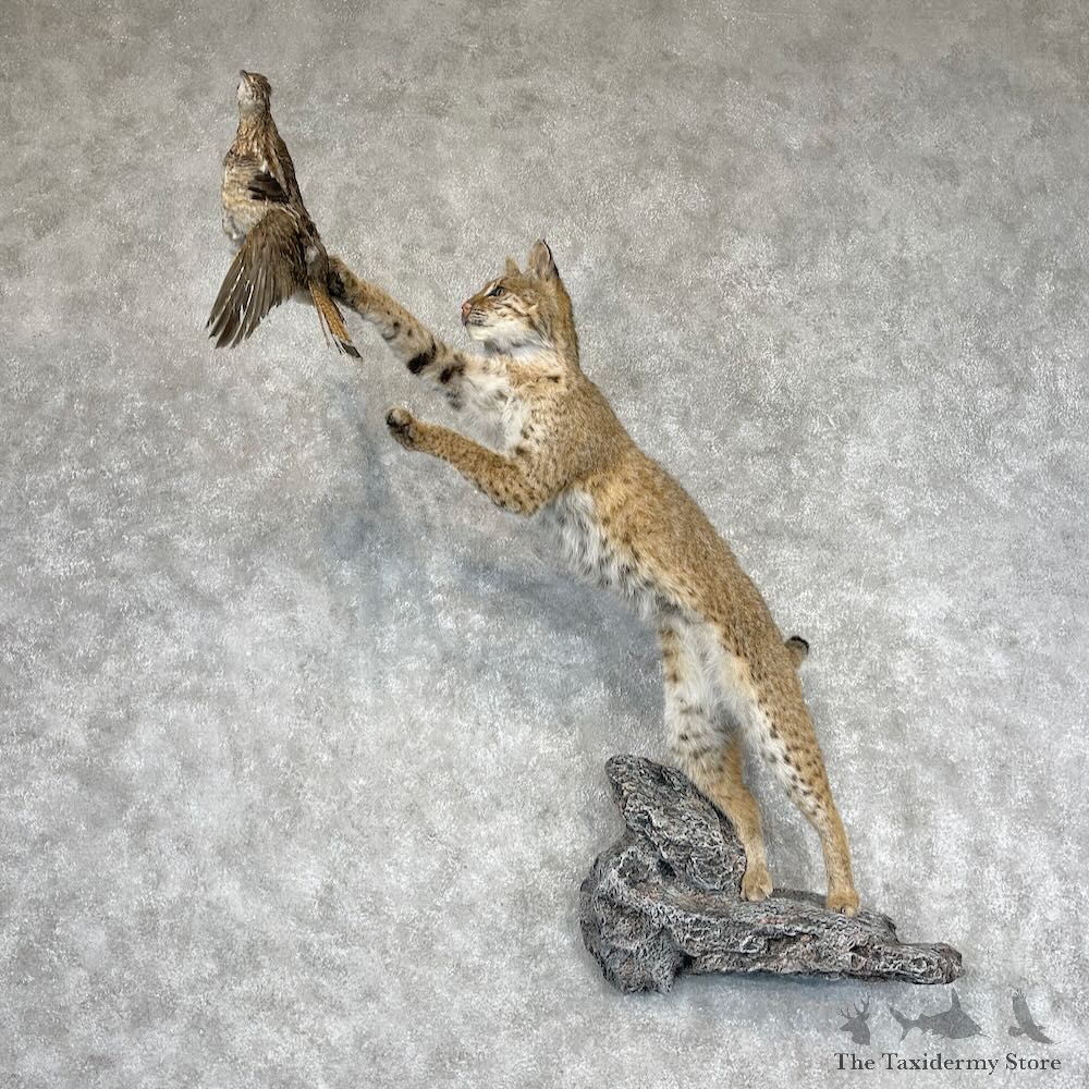 Bobcat Life-Size Mount For Sale #28450 @ The Taxidermy Store