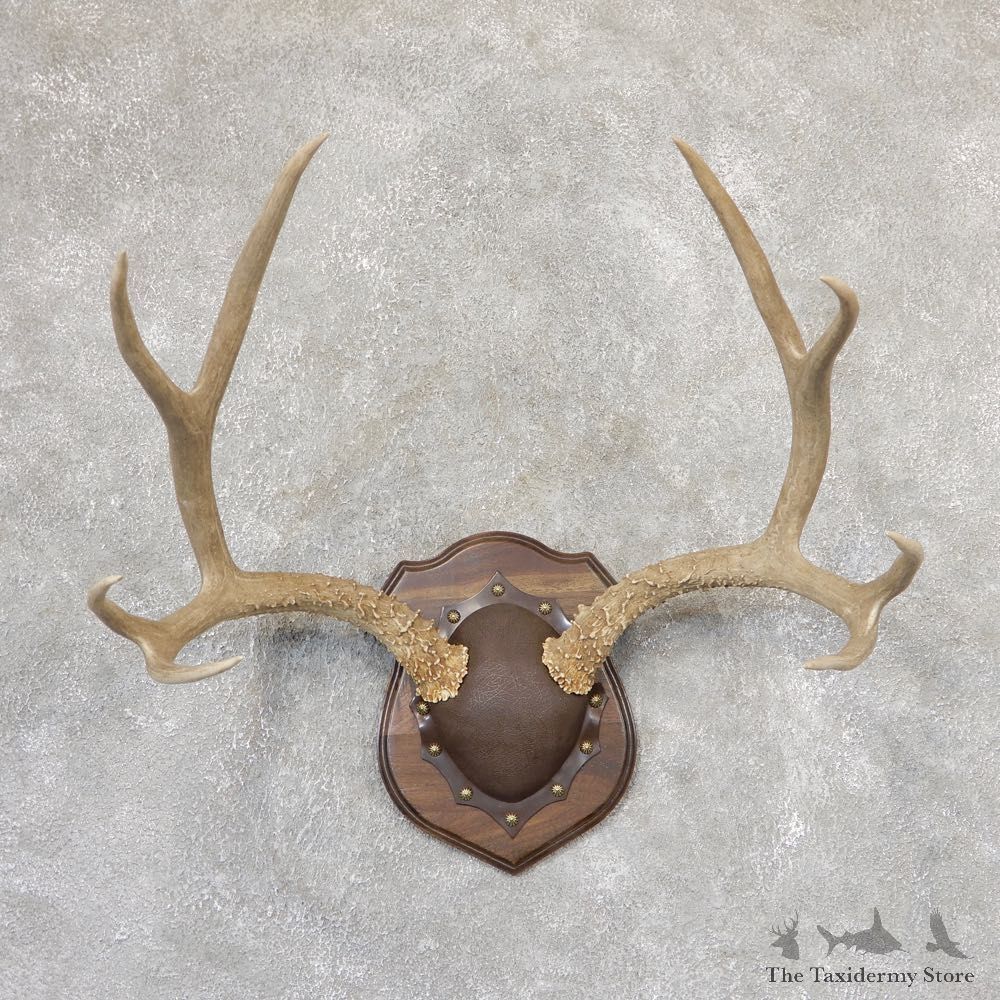 Mule Deer Antler Plaque Mount For Sale #19002 @ The Taxidermy Store