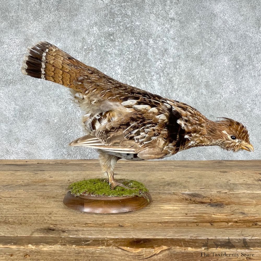 Ruffed Grouse Bird Mount For Sale #25549 @ The Taxidermy Store
