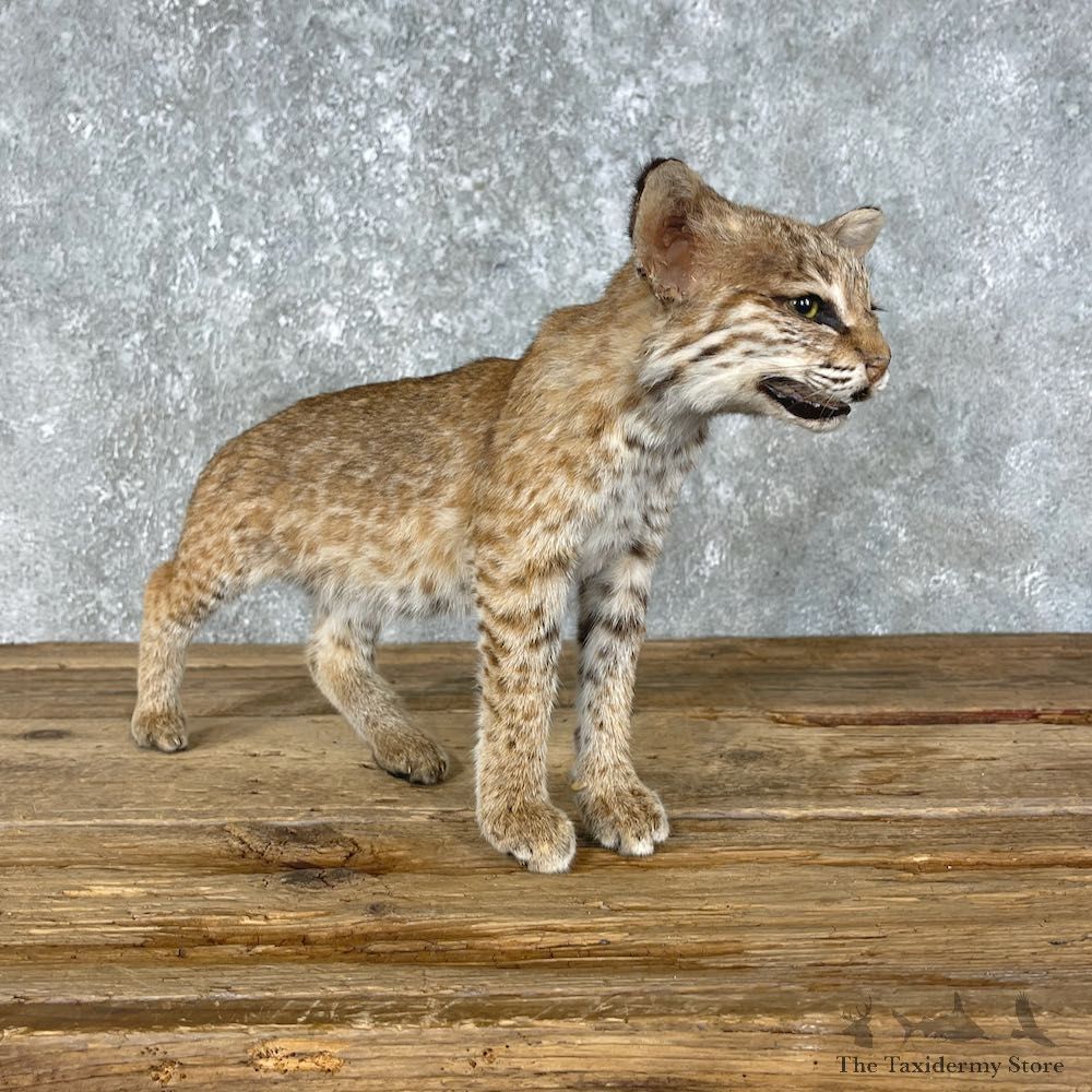 Bobcat Kitten Life-Size Mount For Sale #25448 @ The Taxidermy Store