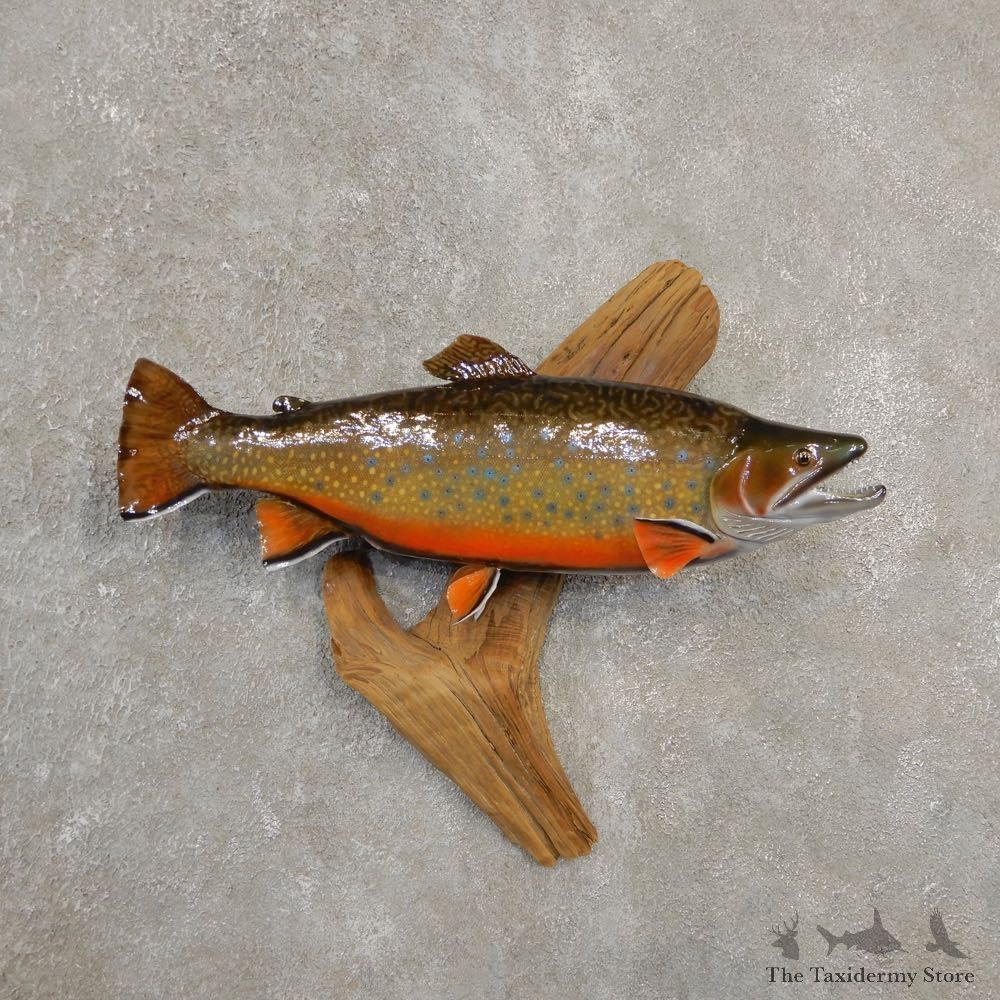 Brook Trout Fish Mount For Sale #20562 @ The Taxidermy Store