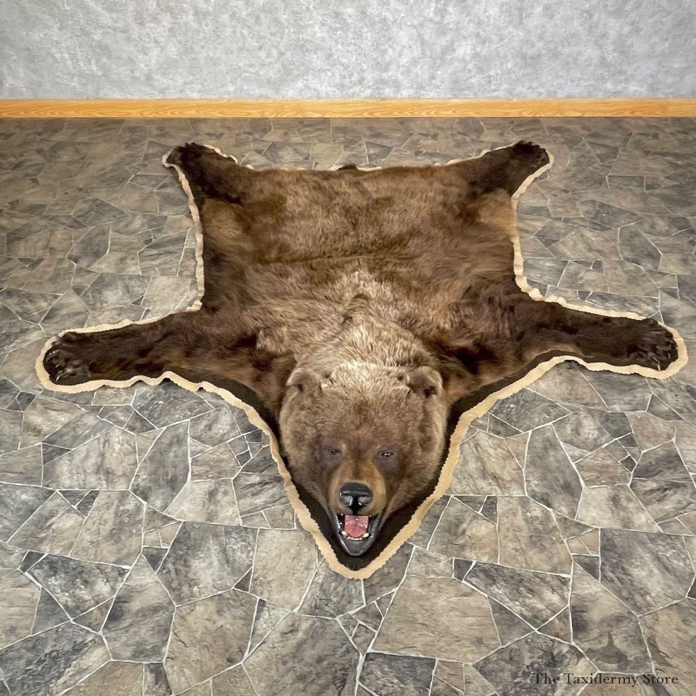 Grizzly Bear Taxidermy Rug Mount For Sale #24677 @ The Taxidermy Store