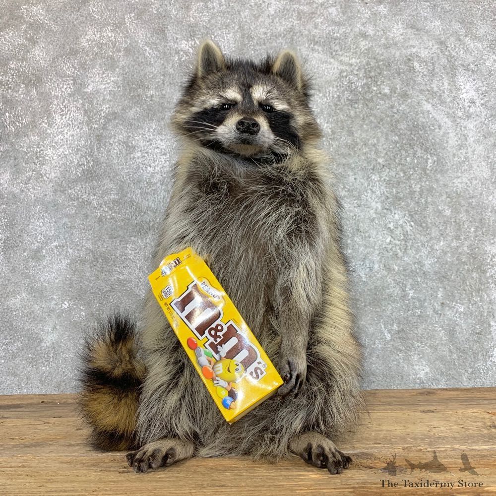 “M&M" Raccoon Mount For Sale #22417 @ The Taxidermy Store
