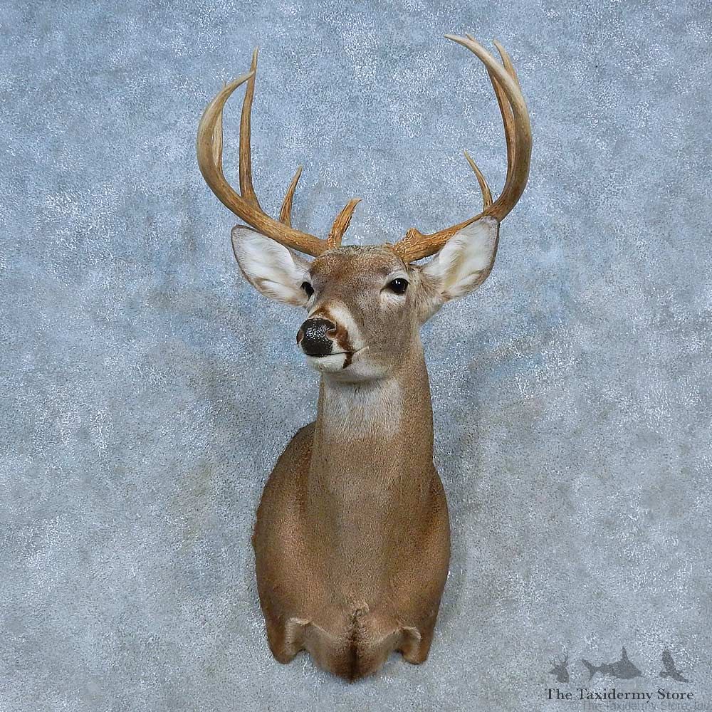 Whitetail Deer Shoulder Mount For Sale #15475 @ The Taxidermy Store