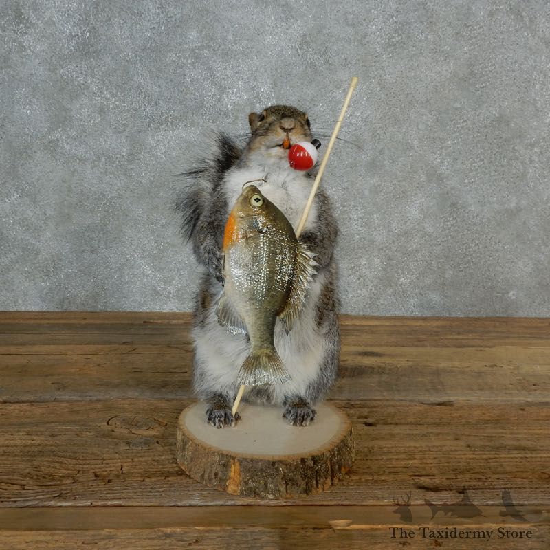 Fishing Squirrel Novelty Mount For Sale #17128 @ The Taxidermy Store