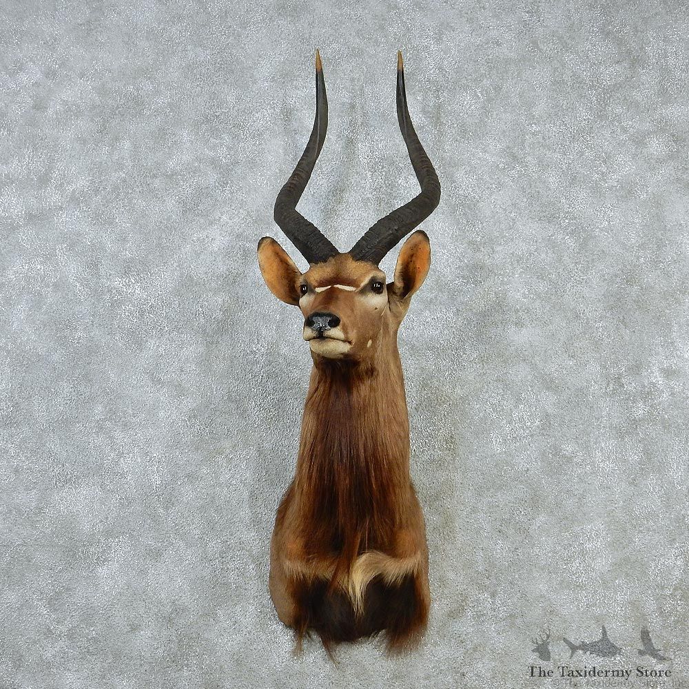 African Nyala Taxidermy Shoulder Mount #12894 For Sale @ The Taxidermy Store