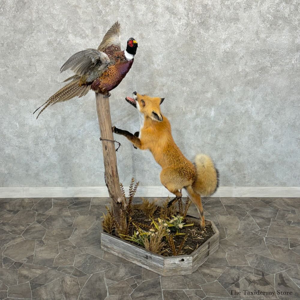 Red Fox With Pheasant Life-Size Mount For Sale #29057 @ The Taxidermy Store