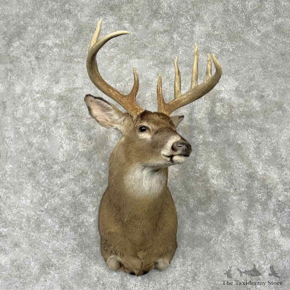 Whitetail Deer Shoulder Mount For Sale #31645 @ The Taxidermy Store
