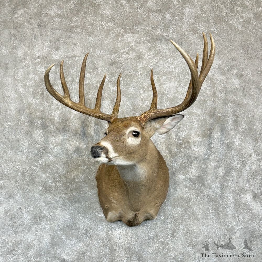 Whitetail Deer Shoulder Mount For Sale #29628 @ The Taxidermy Store