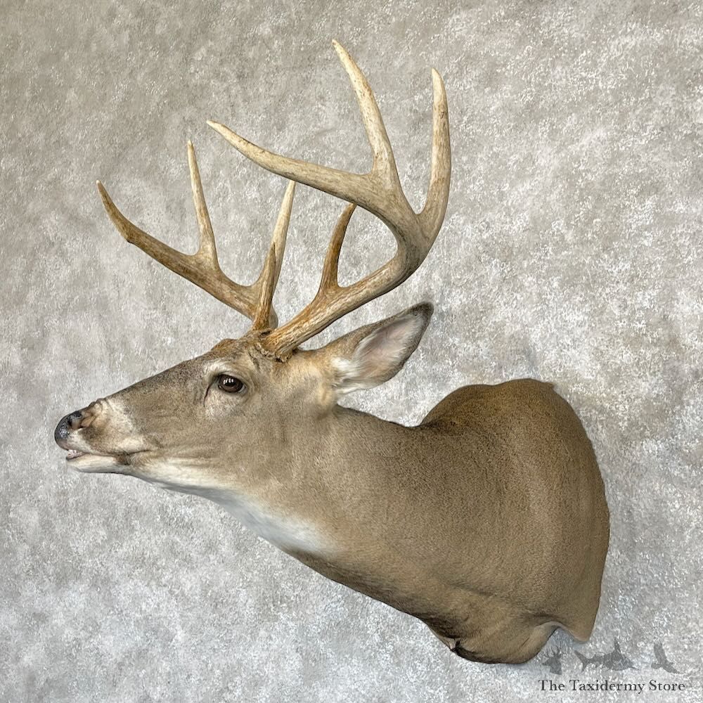 Whitetail Deer Shoulder Mount For Sale #28180 @ The Taxidermy Store