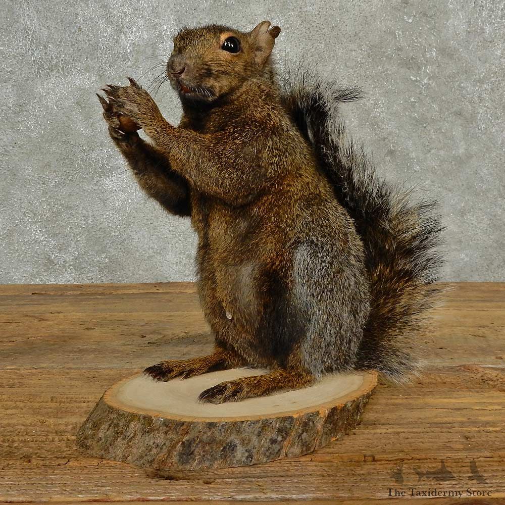 Grey Squirrel Life-Size Mount For Sale #16815 @ The Taxidermy Store