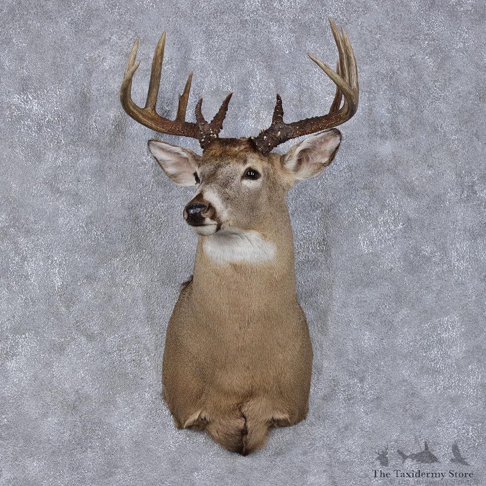 Whitetail Deer Shoulder Taxidermy Head Mount #12488 For Sale @ The Taxidermy Store
