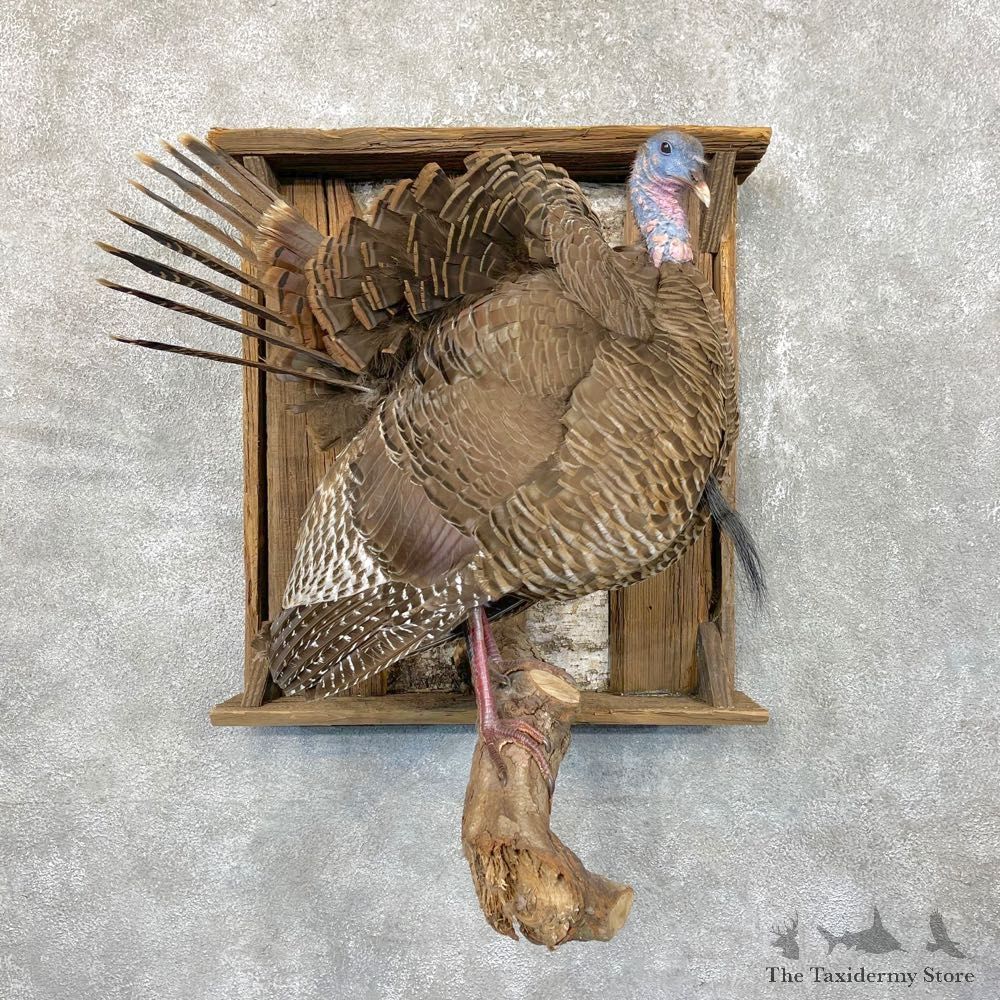 Eastern Turkey Bearded Hen Mount For Sale #24532 @ The Taxidermy Store