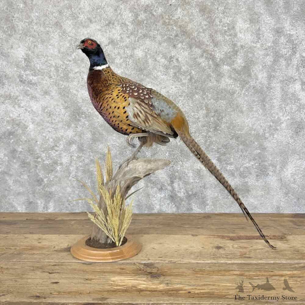 Ringneck Pheasant Bird Mount For Sale #31985 @ The Taxidermy Store